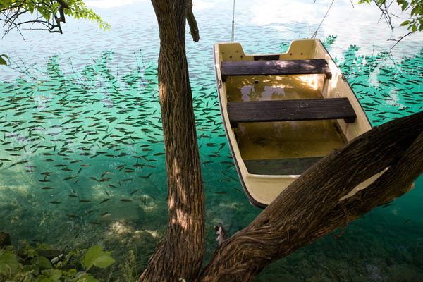 Fish in the lake at Bled (Copyright Haydn Williams 2008)