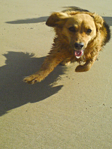 Tess on collision course with the cameraman