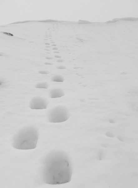 Repeating Easy Route. Do steps count as cheating? Copyright Haydn Williams 2009