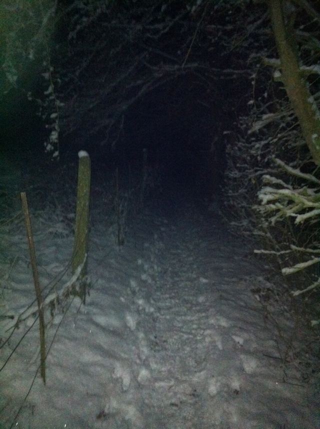Snowy woods at Prestwold. Copyright Haydn Williams 2010