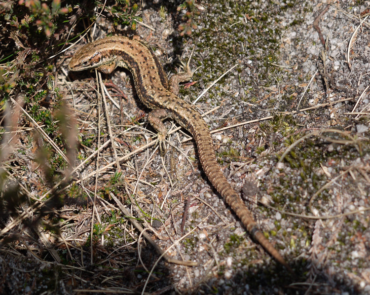 It might be called a Common Lizard, but I've never seen one up here before. Copyright Haydn Williams 2011.
