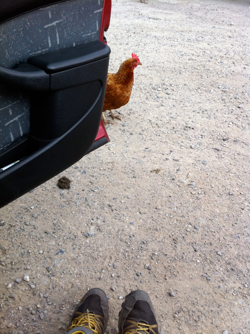 Dinner presents itself. Copyright Haydn Williams 2011.