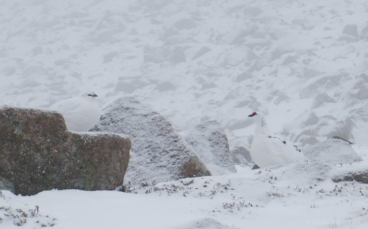 A pair of supposedly 'rare' Ptarmigan. We saw more of the buggers than you could shake a stick at. © Haydn Williams 2012