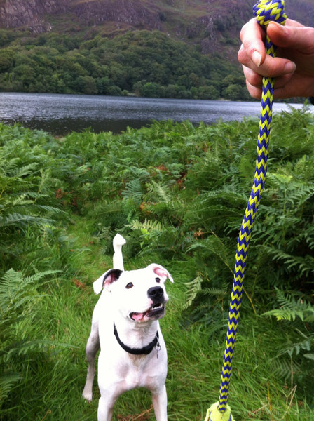 Playtime at Llyn Dinas. © Haydn Williams 2012