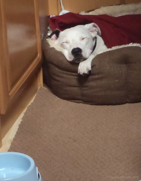 Sleepy mutt. © Haydn Williams 2012