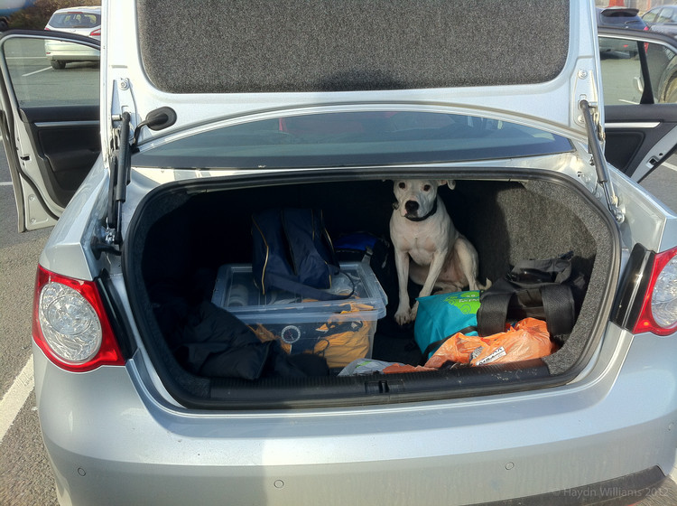 Dog fail. © Haydn Williams 2012