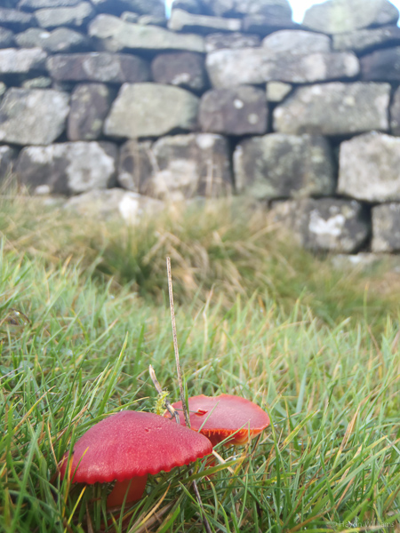 Waxcaps and wall. © Haydn Williams 2014