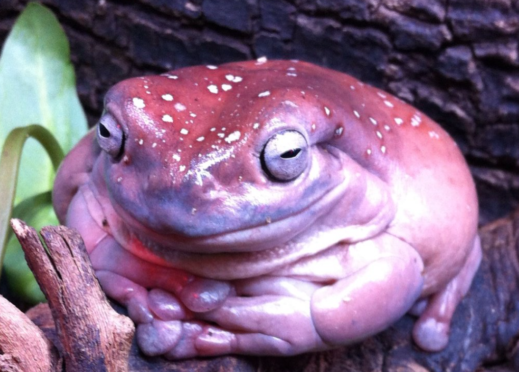 Bert looking content.