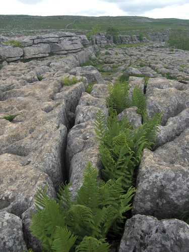 <strong>Limestone pavement, Malham Cove.</strong><br />Copyright Haydn Williams 2009