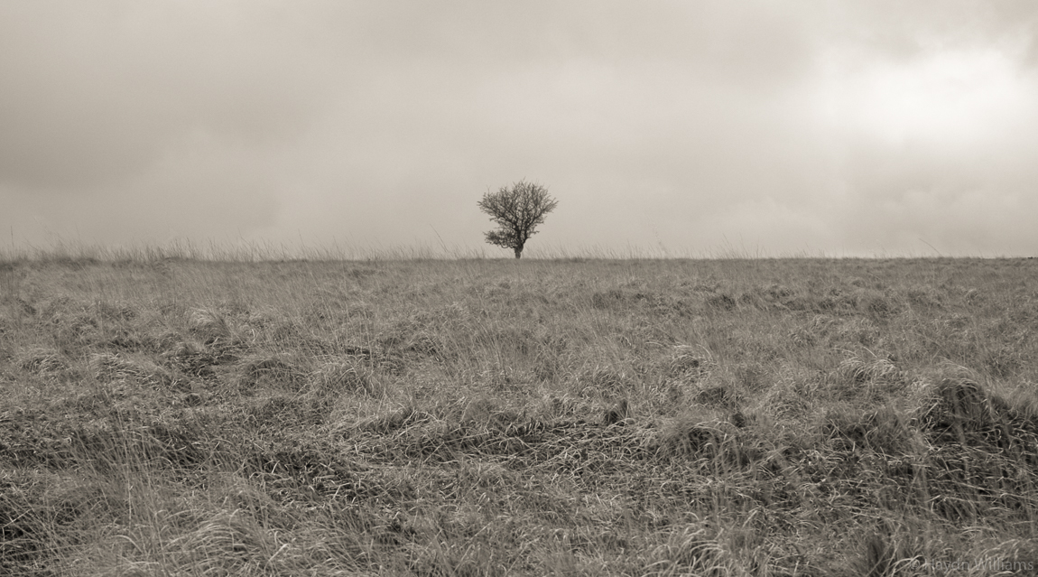 A lone tree above Curbar Gap. © Haydn Williams 2004