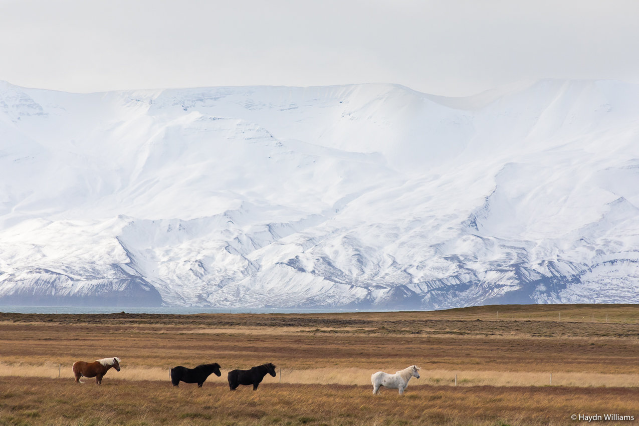 Horses stood on moorland in front of snowy mountains. © Haydn Williams 2021