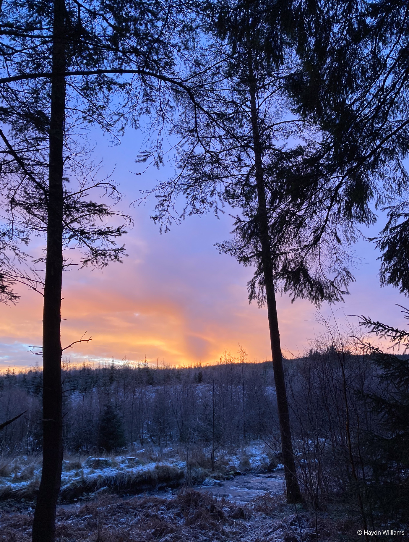 Sunrise over young forest on the Forrest Estate. © Haydn Williams 2025