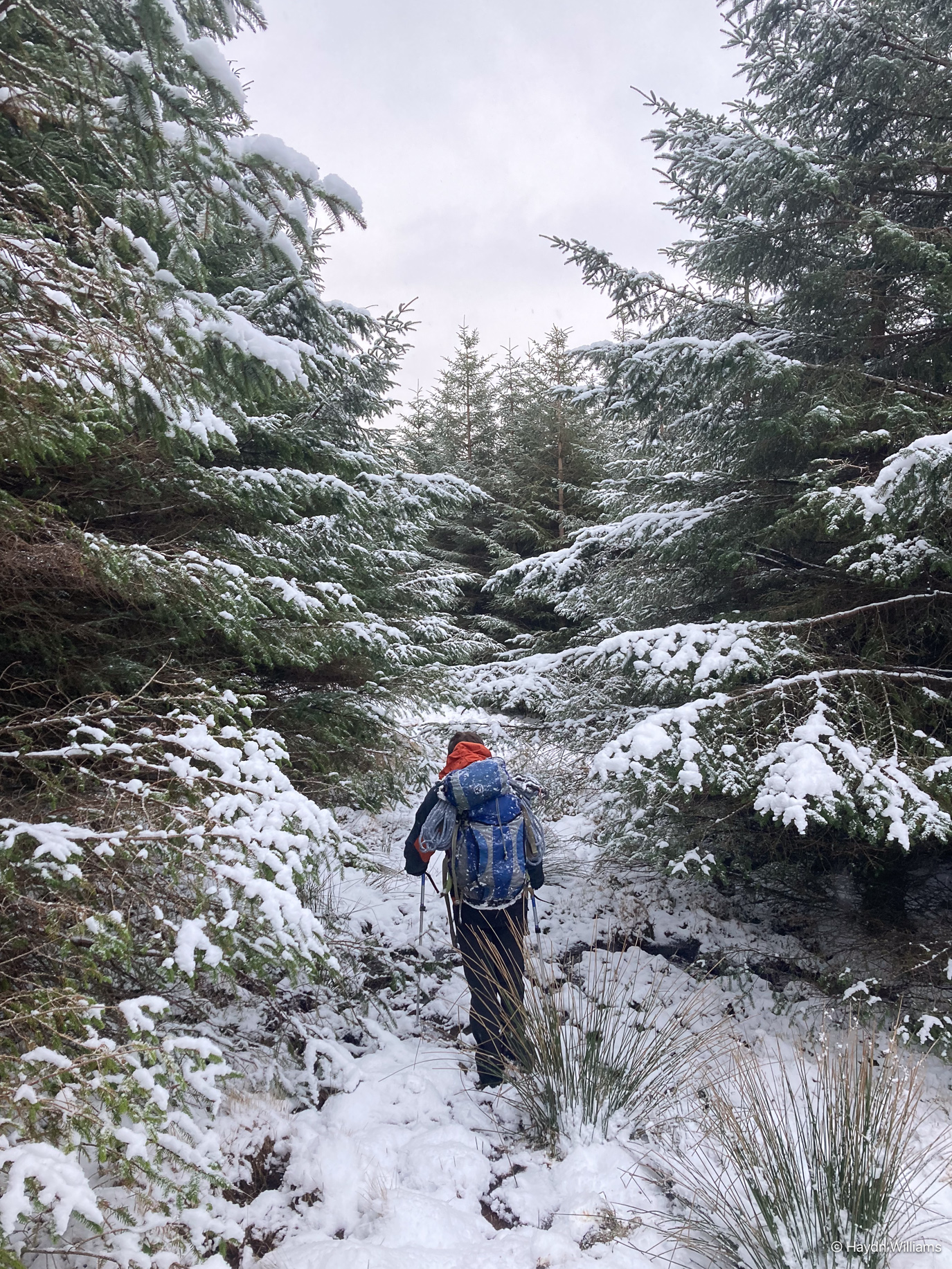 A walker on snowy ground finding a way between forest trees. © Haydn Williams 2025